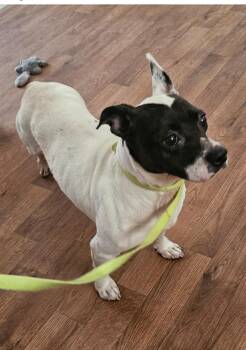 Angel -  Boston Terrier and American Bully Dog for Adoption in Centerville, Georgia - Angel | PetCurious