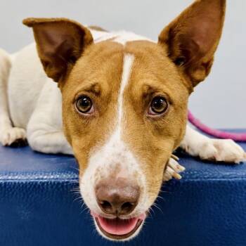 Star -  Rat Terrier and Jack Russell Terrier Dog for Adoption in Lebanon, Missouri - Star | PetCurious