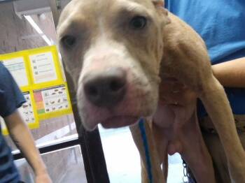 MO -  Pit Bull Terrier and Mixed Breed Dog for Adoption in Tulsa, Oklahoma - MO | PetCurious