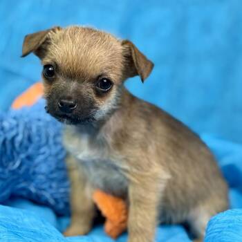 Chihuahua Dogs Available for Adoption - Peep: Teeny-Tiny  | PetCurious