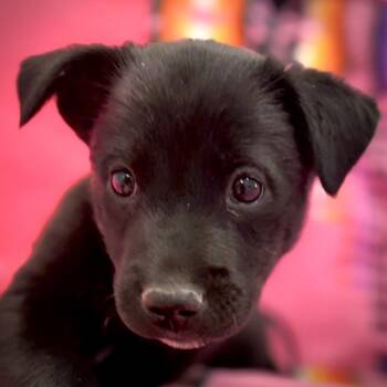 Echo -  Mixed Breed Dog for Adoption in Park City, Utah - Echo | PetCurious