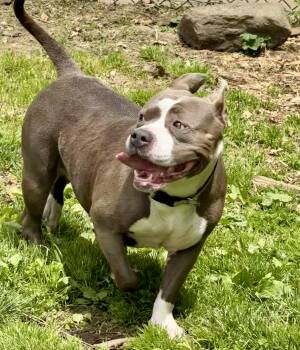 Rescue American Staffordshire Terrier and American Bully Dogs for Adoption in Yonkers, New York - Lambchop | PetCurious