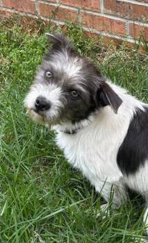 Shih Tzu and Cairn Terrier Dogs Available for Adoption in Watertown, Connecticut - Spangle | PetCurious