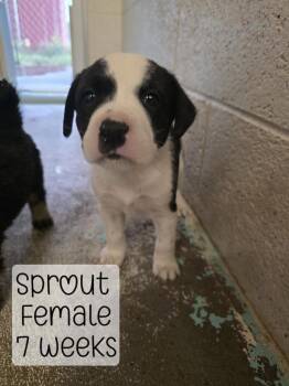 Sprout -  Mixed Breed Dog for Adoption in Holbrook, Arizona - Sprout | PetCurious