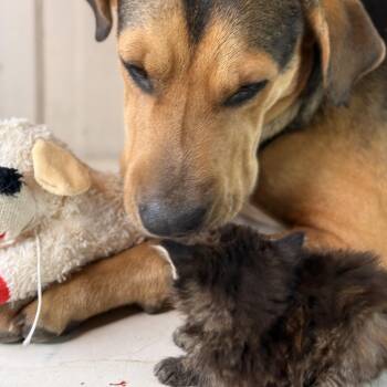 Black And Tan Coonhound and Shar Pei Dogs Available for Adoption in Atlanta, Texas - Agnes | PetCurious