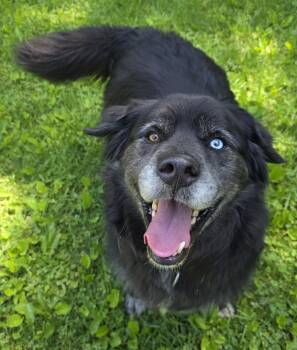 Buddy -  Bernese Mountain Dog and Flat Coated Retriever Dog for Adoption in Oxford, Michigan - Buddy | PetCurious