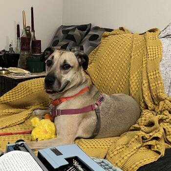 Rescue Black Mouth Cur Dogs for Adoption in Kempner, Texas - Socrates | PetCurious
