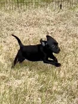 Chihuahua and Puggle Dogs Available for Adoption - Lionel | PetCurious