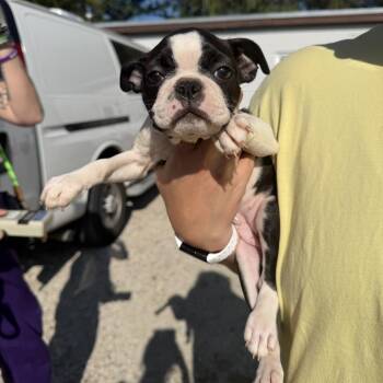 California -  Boston Terrier Dog for Adoption in Northbrook, Illinois - California | PetCurious