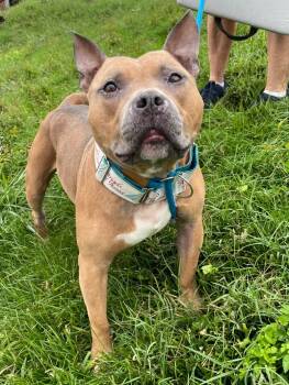 Rescue American Bulldog and Mixed Breed Dogs for Adoption in Roanoke, Virginia - Emmett | PetCurious