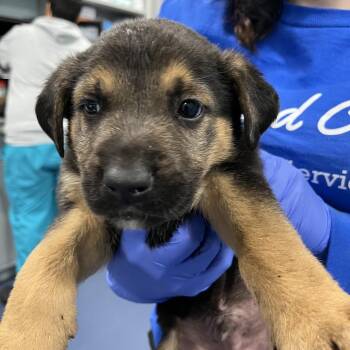 Shepherd and Mixed Breed Dogs Available for Adoption in Greensboro, North Carolina - Tatooine | PetCurious