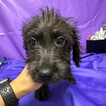 Cosette -  Pit Bull Terrier and Mixed Breed Dog for Adoption in North Myrtle Beach, South Carolina - Cosette | PetCurious