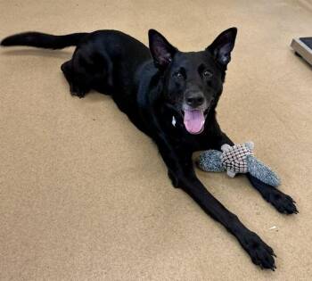 HERO -  German Shepherd Dog and Mixed Breed Dog for Adoption in Derwood, Maryland - HERO | PetCurious