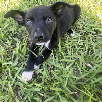 Freddy -  Jack Russell Terrier and Chihuahua Dog for Adoption - Freddy | PetCurious