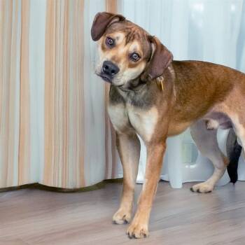 Australian Cattle Dog Blue Heeler and Mixed Breed Dogs Available for Adoption - HAPPY | PetCurious