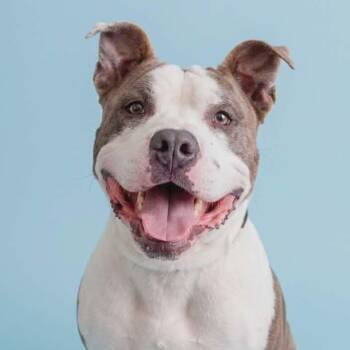 Pit Bull Terrier Dogs Available for Adoption in Tacoma, Washington - Bruin | PetCurious