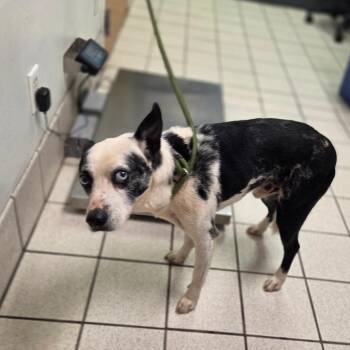 Max Hatter aka Spot -  Mixed Breed Dog for Adoption in Charleston, West Virginia - Max Hatter Aka Spot | PetCurious