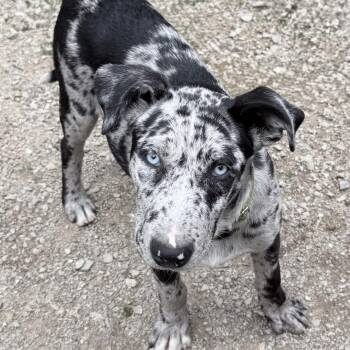Catahoula Leopard Dog Dogs Available for Adoption in Olive Branch, Mississippi - Koda | PetCurious