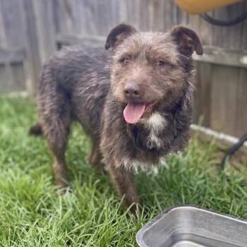 Terrier Dogs Available for Adoption in San Diego, California - Della | PetCurious