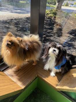 Farrah -  Pomeranian Dog for Adoption - Farrah | PetCurious