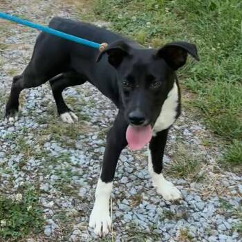 Jilli -  Terrier and Mixed Breed Dog for Adoption in Falls Church, Virginia - Jilli | PetCurious