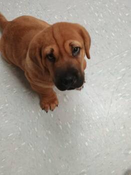 Shar Pei and Basset Hound Dogs Available for Adoption in New Philadelphia, Ohio - Walrus | PetCurious