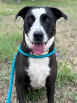 Rescue Terrier and Mixed Breed Dogs for Adoption in San Antonio, Texas - Baylor | PetCurious