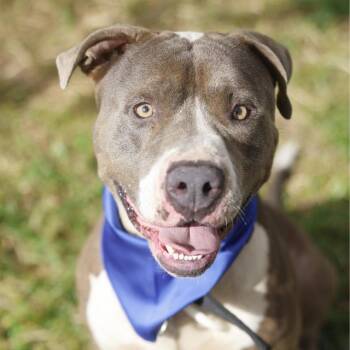 MILLARD -  American Staffordshire Terrier Dog for Adoption in San Antonio, Texas - MILLARD | PetCurious