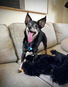 Hattie -  Chihuahua Dog for Adoption in Los Angeles, California - Hattie | PetCurious
