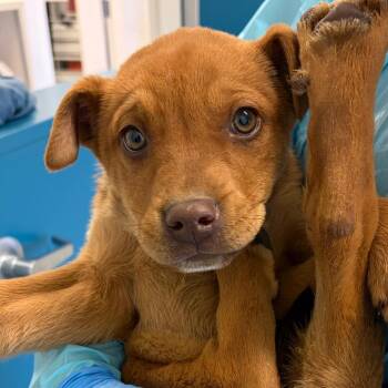 Australian Kelpie and Australian Shepherd Dogs Available for Adoption - Kit | PetCurious