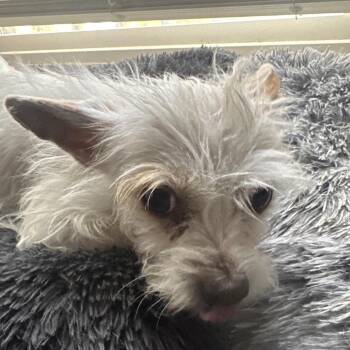 Yogurt -  Terrier and Mixed Breed Dog for Adoption in Las Vegas, Nevada - Yogurt | PetCurious