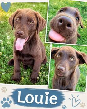 Labrador Retriever Dogs Available for Adoption in Broomfield, Colorado - Corneta / Louie | PetCurious