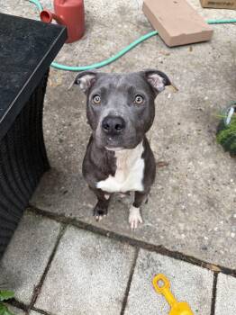 Peaches -  American Staffordshire Terrier Dog for Adoption in Monticello, Florida - Peaches | PetCurious