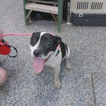 Macey -  Pit Bull Terrier and Mixed Breed Dog for Adoption in Dover, Arkansas - Macey | PetCurious