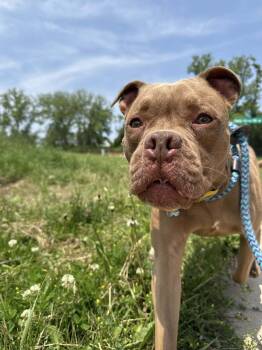 Rescue American Bulldog and Terrier Dogs for Adoption in Cedar Rapids, Iowa - BB | PetCurious