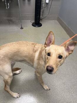 Rescue Labrador Retriever and Mixed Breed Dogs for Adoption in Las Vegas, Nevada - BABY GIRL | PetCurious