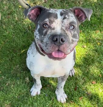 American Bully Dogs Available for Adoption in Redondo Beach, California - Asher | PetCurious