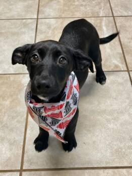 Baa Baa -  Golden Retriever Dog for Adoption in Lacon, Illinois - Baa Baa | PetCurious