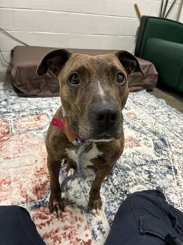 WISP -  Pit Bull Terrier Dog for Adoption in Dayton, Ohio - WISP | PetCurious
