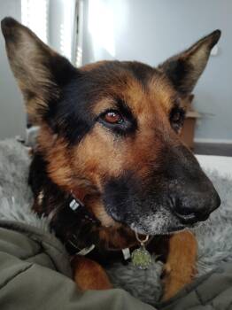 German Shepherd Dog Dogs Available for Adoption in Naperville, Illinois - Jetson | PetCurious