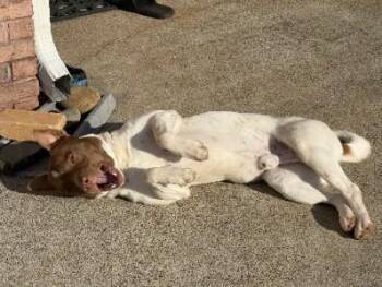 Rescue Pit Bull Terrier Dogs for Adoption in Lawrenceville, Georgia - Spots | PetCurious