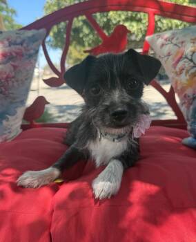 Sara Lynn -  Maltese and Terrier Dog for Adoption in Temecula, California - Sara Lynn | PetCurious