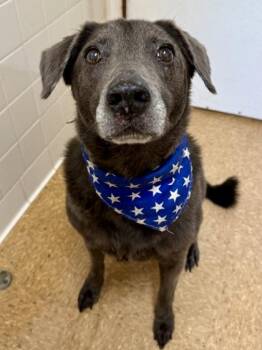 Sebastian -  Labrador Retriever and Mixed Breed Dog for Adoption in San Antonio, Texas - Sebastian | PetCurious