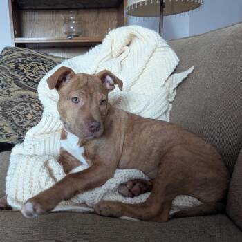 Pit Bull Terrier Dogs Available for Adoption - Jordan (In Foster) | PetCurious