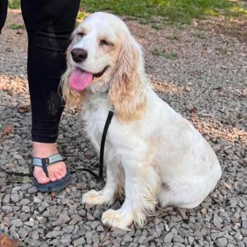 Grace -  Cocker Spaniel Dog for Adoption in Sequatchie, Tennessee - Grace | PetCurious