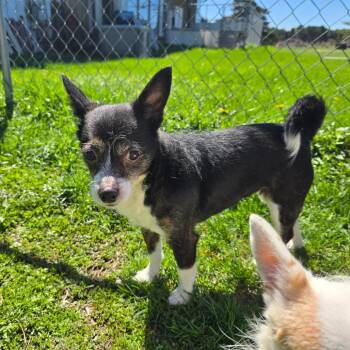 Chihuahua and Fox Terrier Dogs Available for Adoption in Owosso, Michigan - Tink | PetCurious