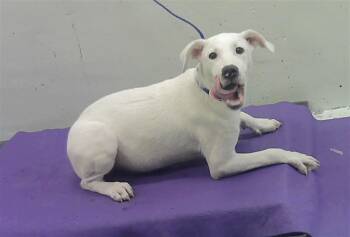 German Shepherd Dog and Mixed Breed Dogs Available for Adoption in Houston, Texas - MITCH | PetCurious