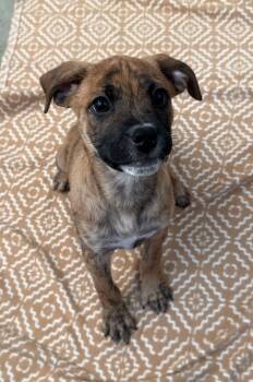 Rescue Mixed Breed Dogs for Adoption in Minot, North Dakota - Bindle | PetCurious
