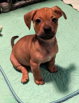 FRANKIE -  Dachshund Dog for Adoption in Broomfield, Colorado - FRANKIE | PetCurious