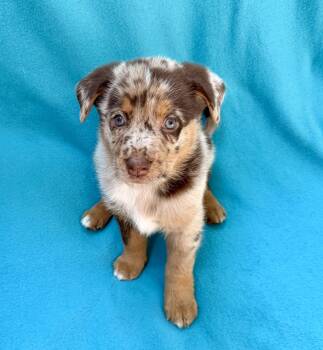 Harrington -  Mixed Breed Dog for Adoption in Canal Winchester, Ohio - Harrington | PetCurious